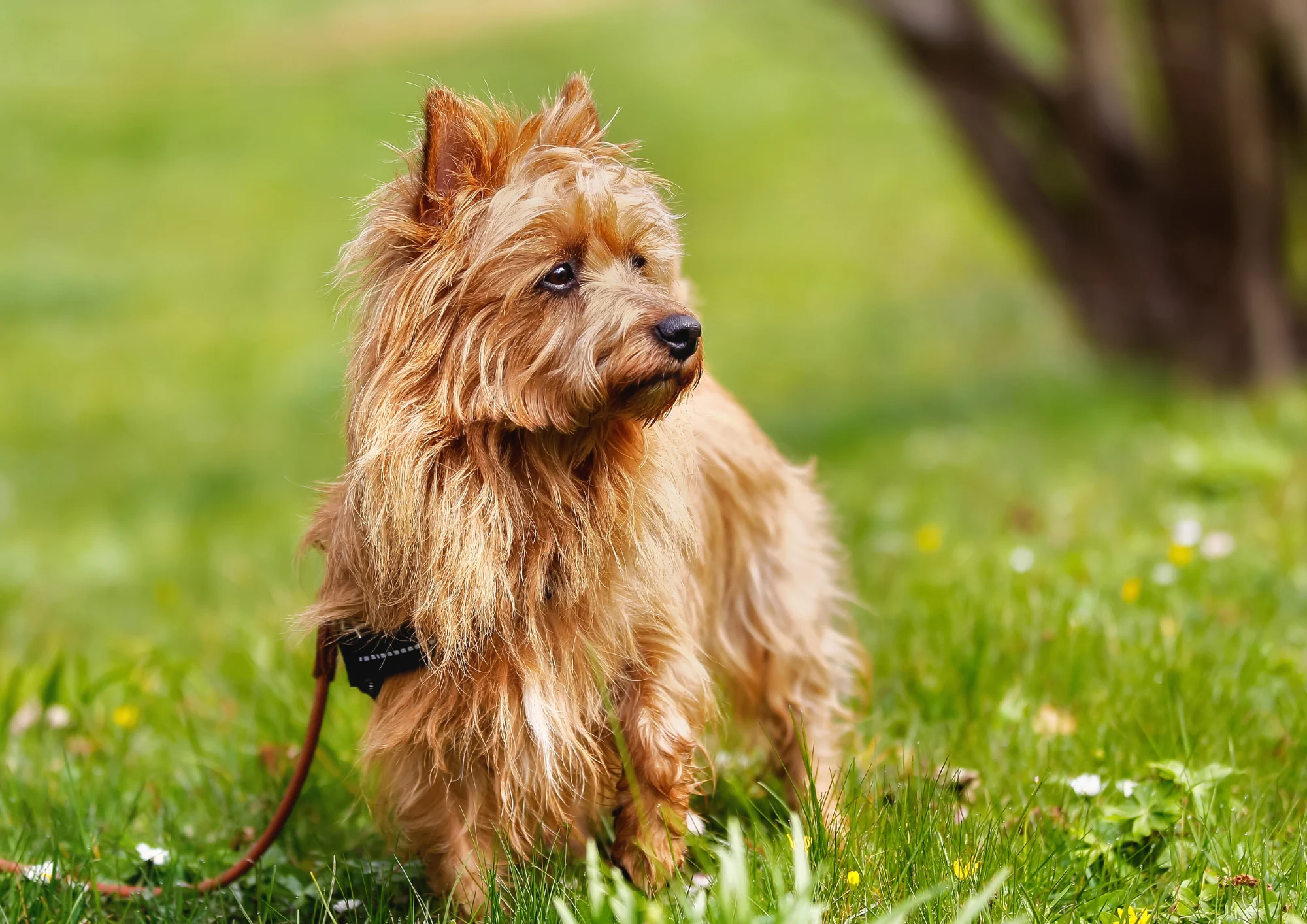 Chien de race Terrier australien
